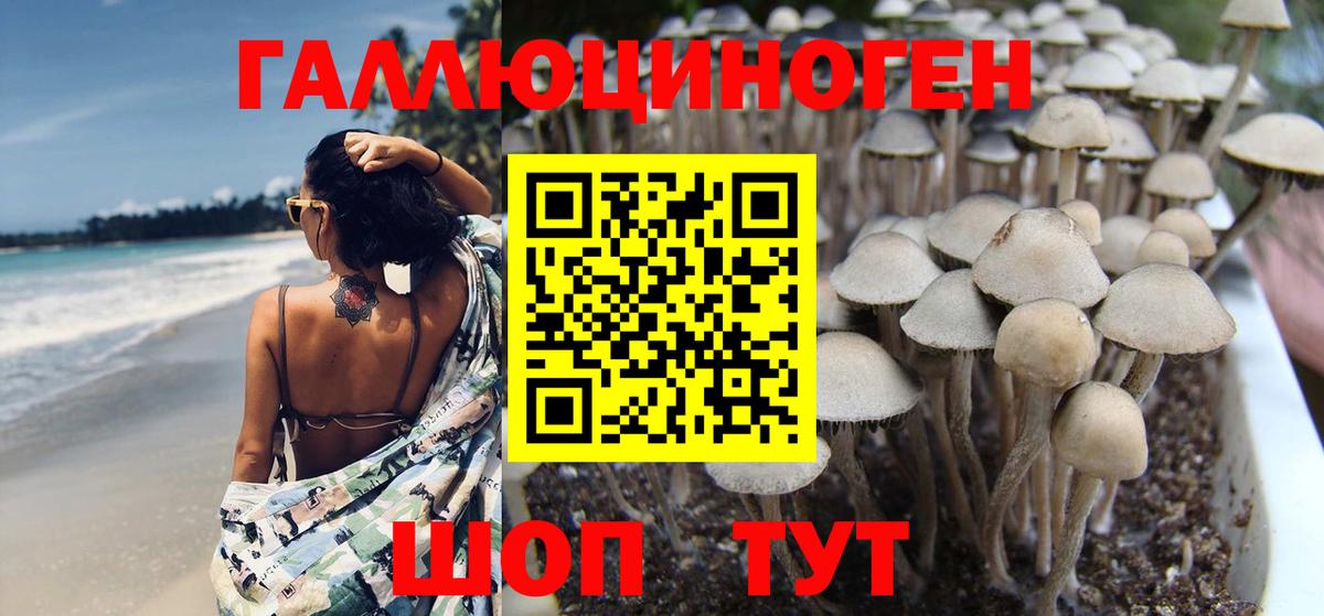 Галлюциногенные грибы Psilocybine cubensis Ялта